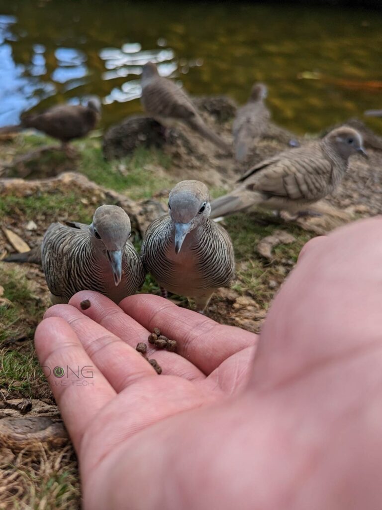 Bird Feeding at Byodo In Temple temple