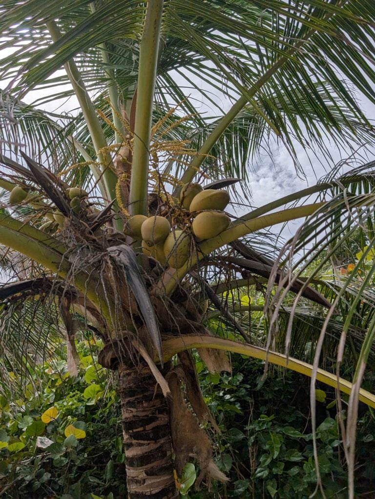 Puerto Rico Coconuts